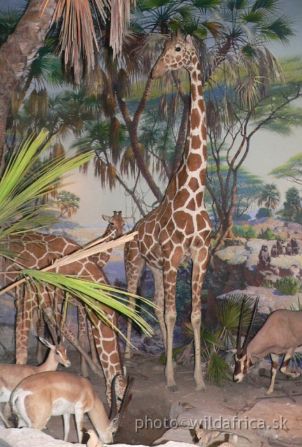 Picture 150.jpg - Reticulated Giraffe in Samburu diorama.